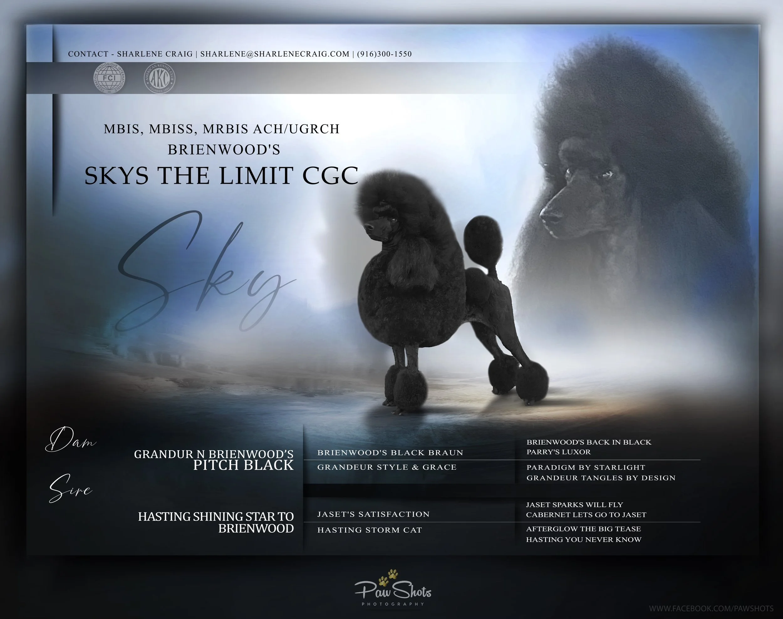 Cabernet standard poodles hot sale